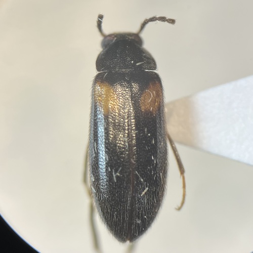 Mycetochara fraterna