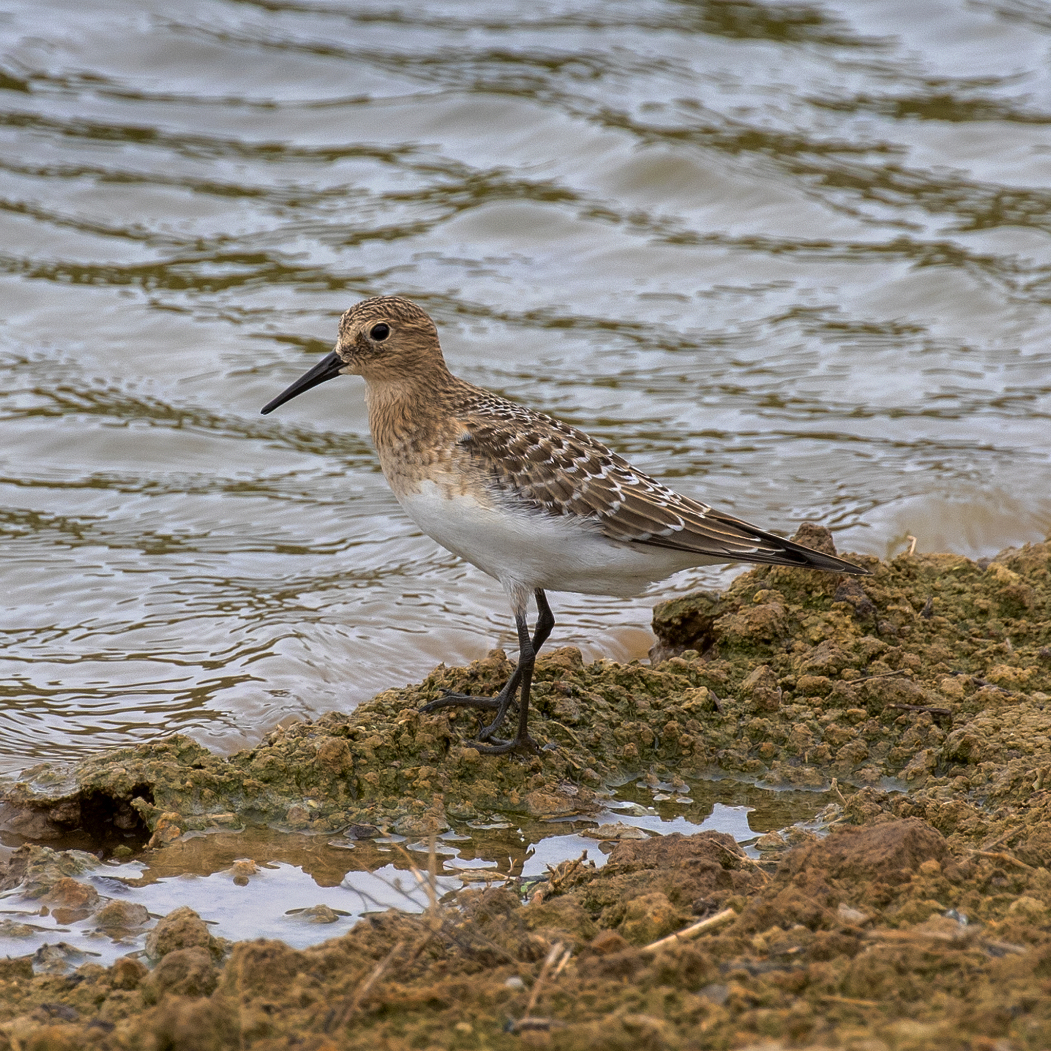 Baird's Sandpiper (Calidris bairdii)