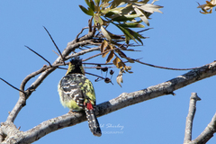 Trachyphonus vaillantii