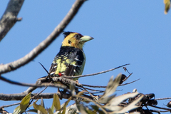 Trachyphonus vaillantii