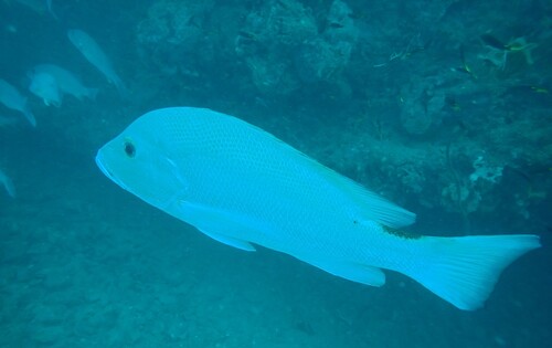 Big-mouth nannygai (Lutjanus malabaricus) — Lutjanidae — 4