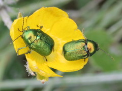 Cryptocephalus aureolus