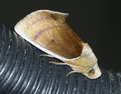 Gonodonta sicheas