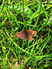 Erebia pharte