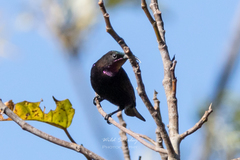 Chalcomitra amethystina