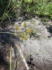Cyperus planifolius