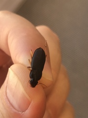 Carabidae