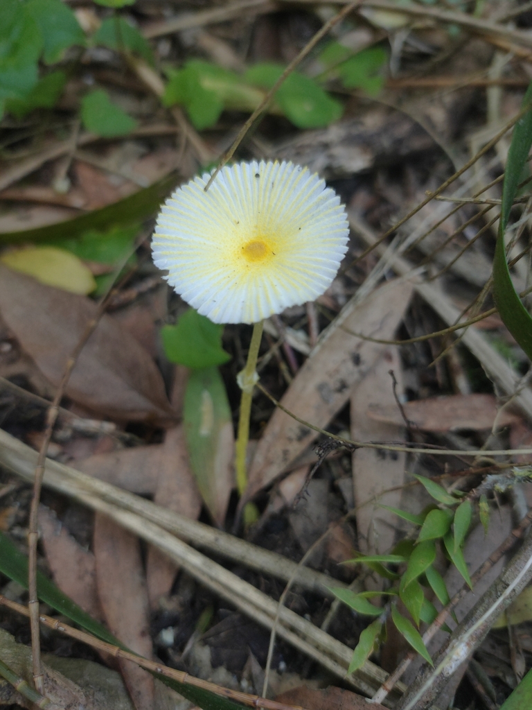 Leucocoprinus fragilissimus · January 2025 · photo: © daniel_stephan (iNaturalist, cc-by)