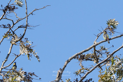 Trachyphonus vaillantii