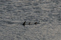 Rhynchobatus australiae