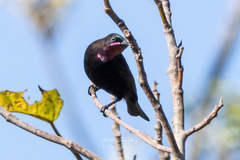 Chalcomitra amethystina