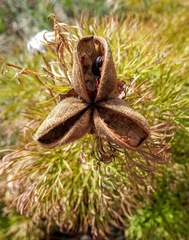 Paeonia tenuifolia