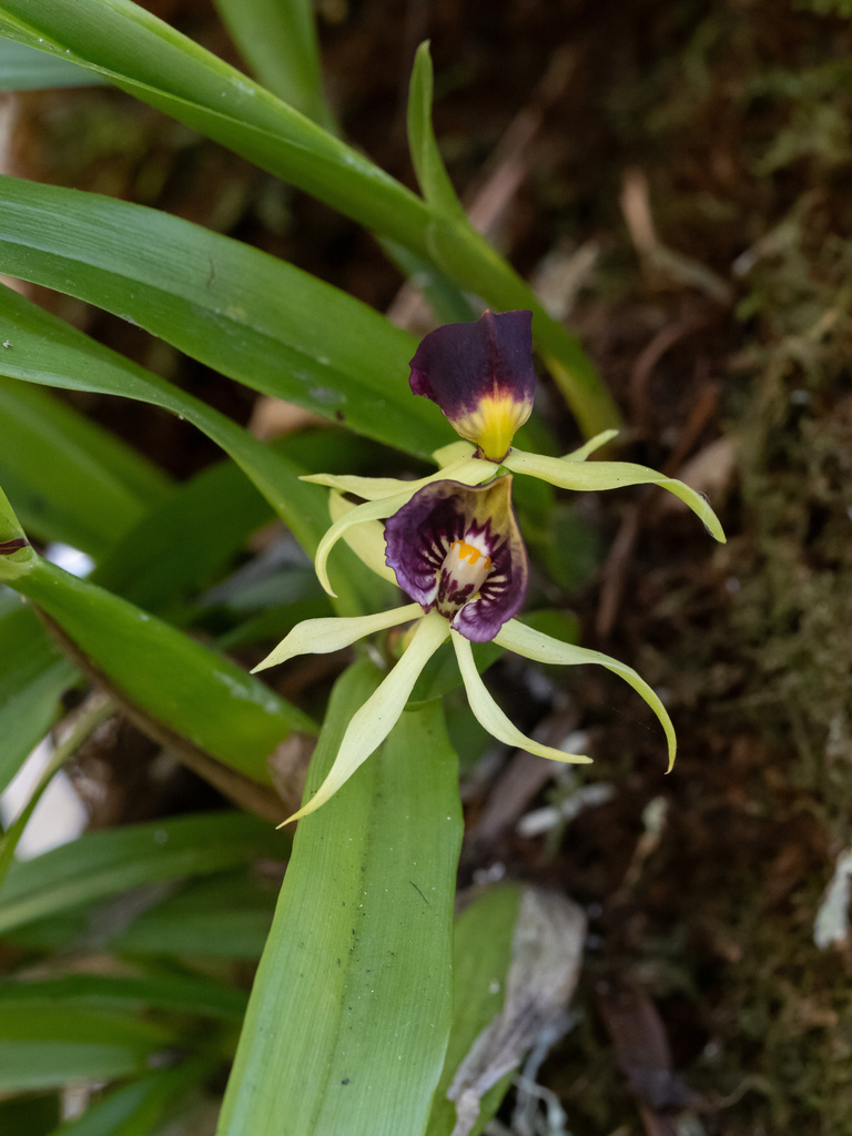 Clamshell orchid Prosthechea cochleata with dark purple lip, Florida