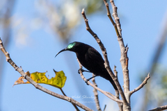 Chalcomitra amethystina