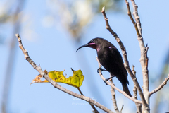 Chalcomitra amethystina
