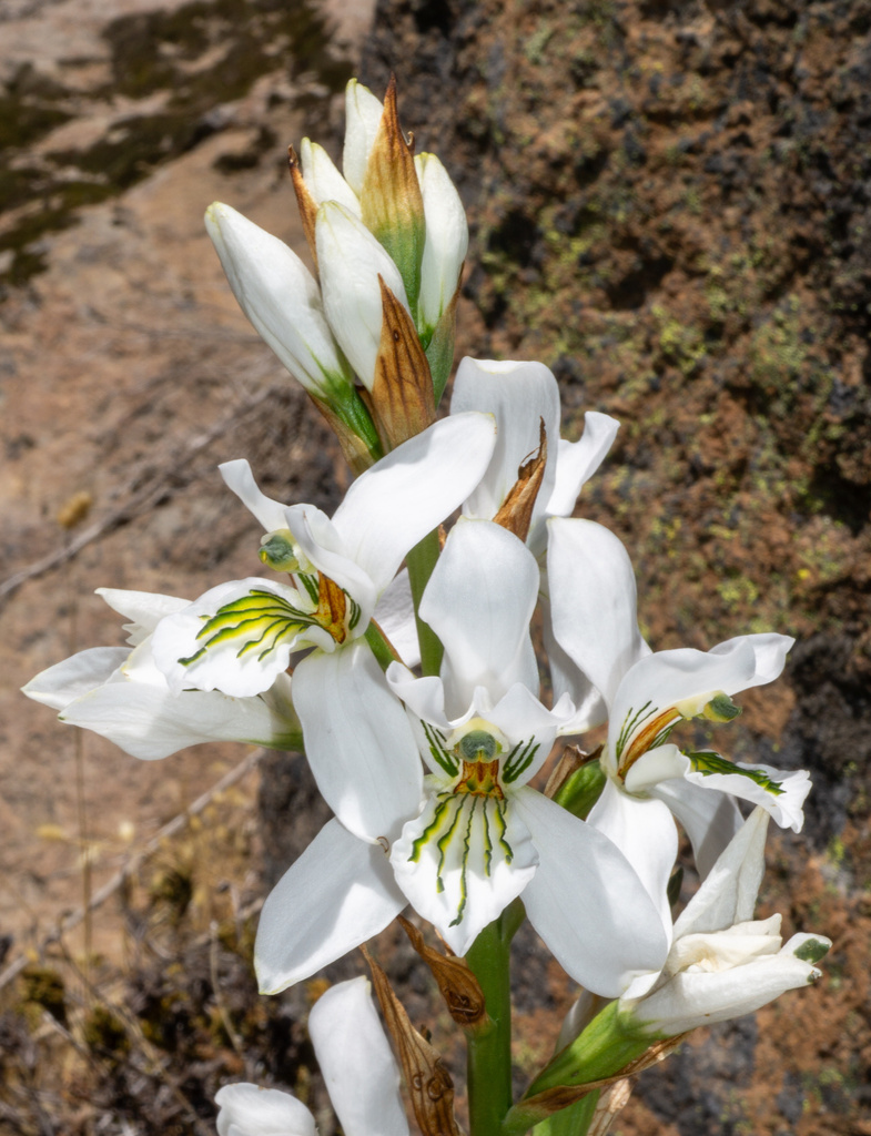 Chloraea longipetala