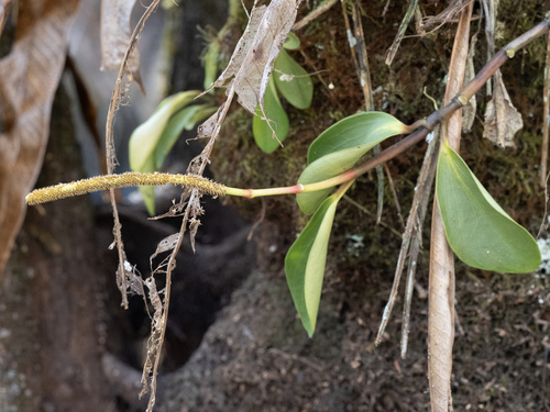 Peperomia obtusifolia