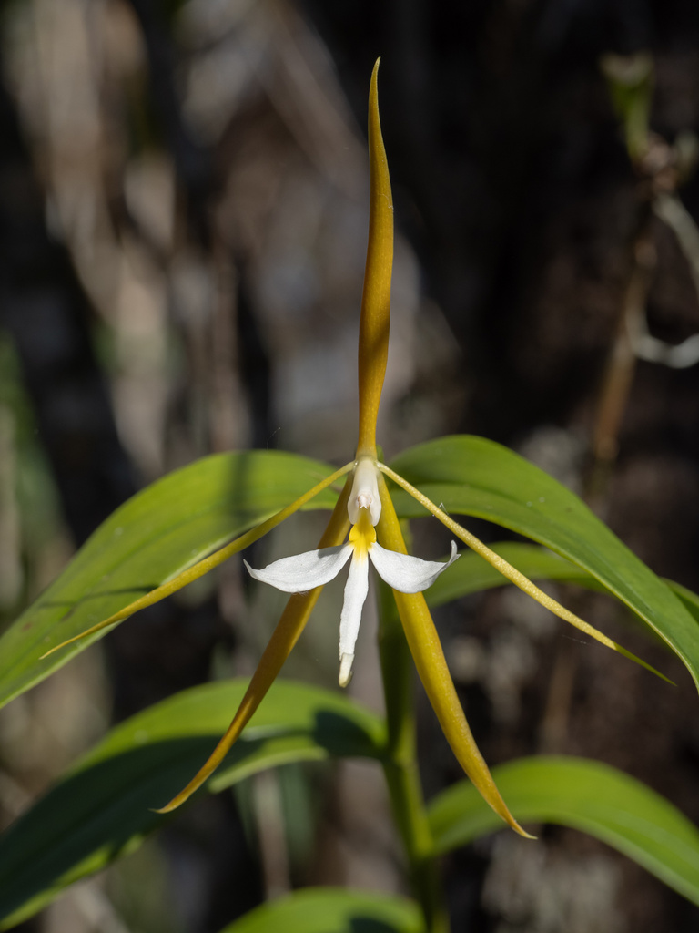 Night-scented orchid Epidendrum nocturnum white spidery flower, Florida