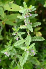 Teucrium scordium