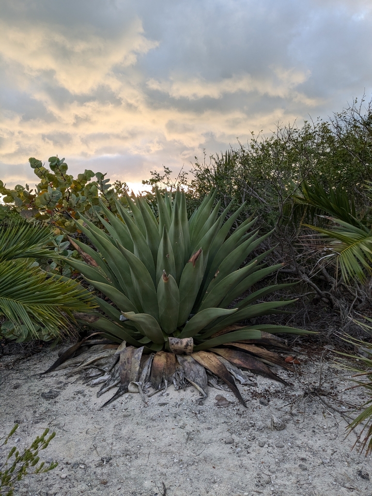 Agave anomala