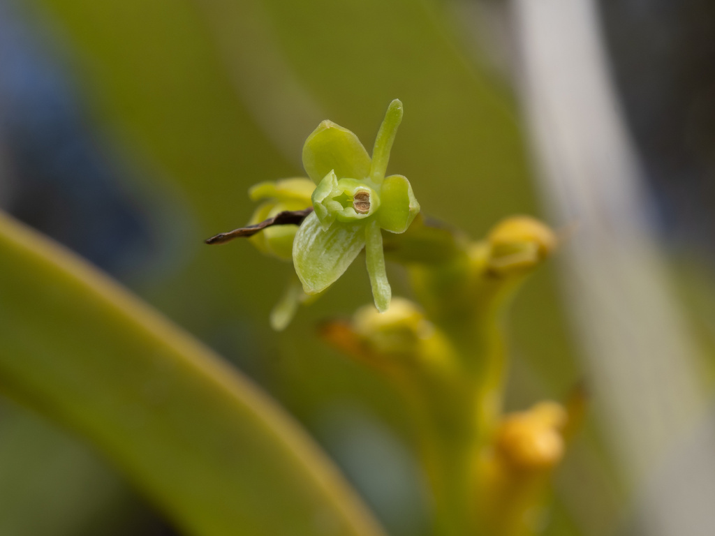Epidendrum rigidum