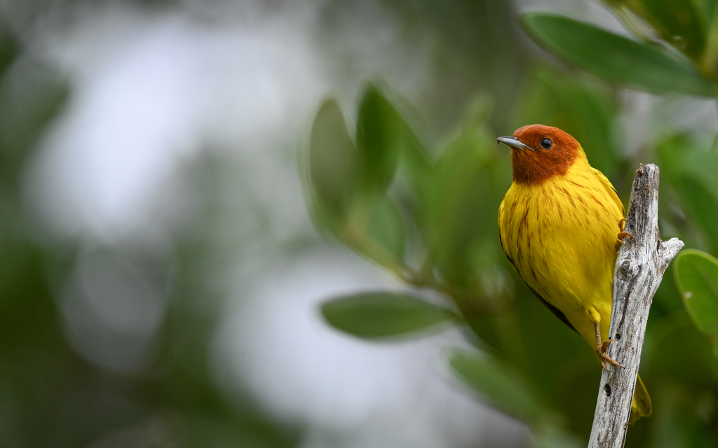 Yellow Warbler