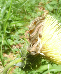 Euchalcia variabilis