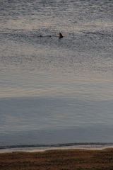 Rhynchobatus australiae