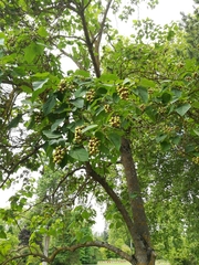 Paulownia tomentosa