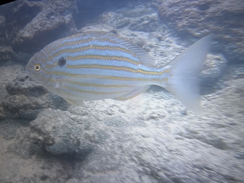 Blackspot porgy (Archosargus pourtalesii) — Sparidae — 2