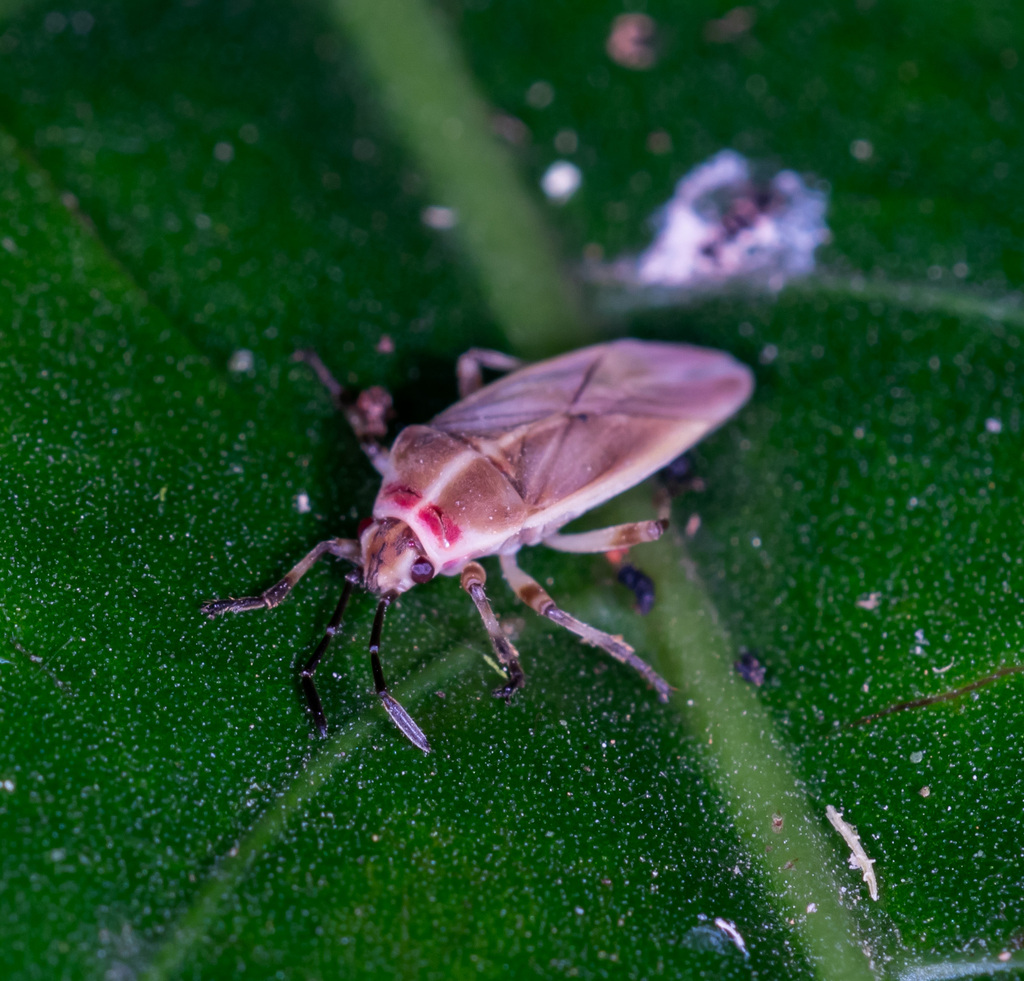 Ektyphonotus cruentatus