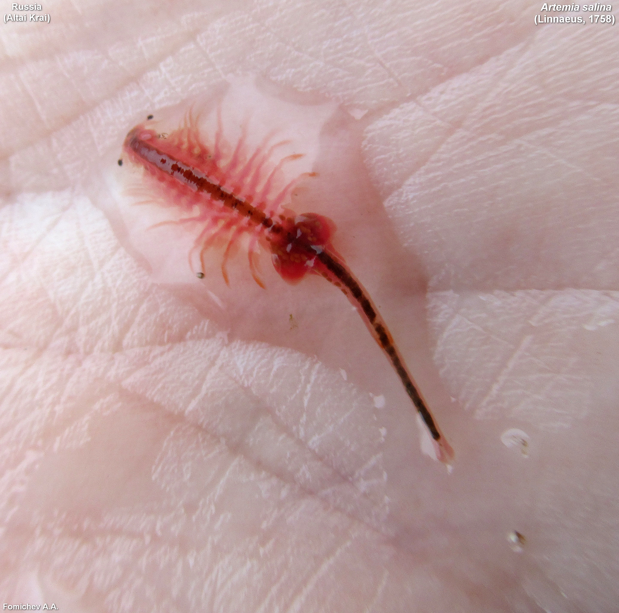 Artemia salina (Linnaeus, 1758)