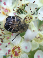 Trichiotinus assimilis