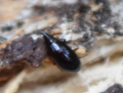 Scaphidiinae