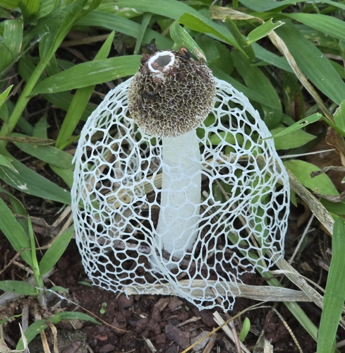 bridal veil stinkhorn