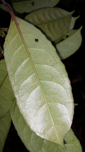 Paropsia edulis image