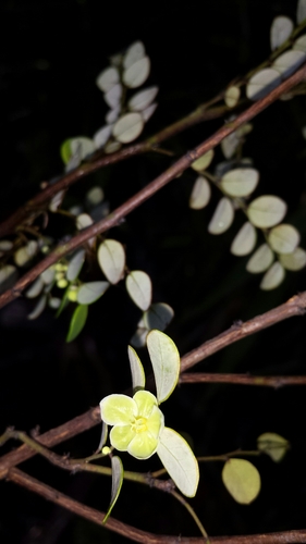 Phyllanthus madagascariensis image