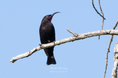 Chalcomitra amethystina