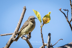 Chalcomitra amethystina
