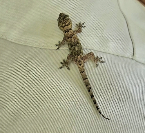 Tropical House Gecko