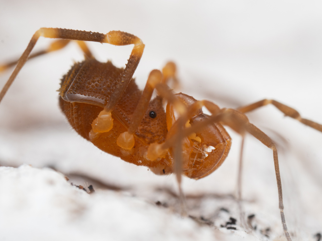 Neoscotolemon spinifer