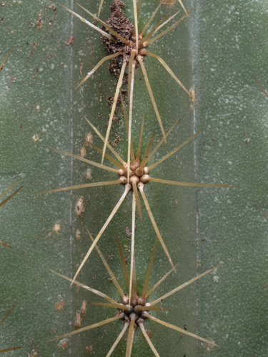 Pilosocereus robinii, photograph 6