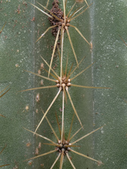 Pilosocereus robinii, photograph (c) Turner Brockman, some rights reserved (CC BY-SA)