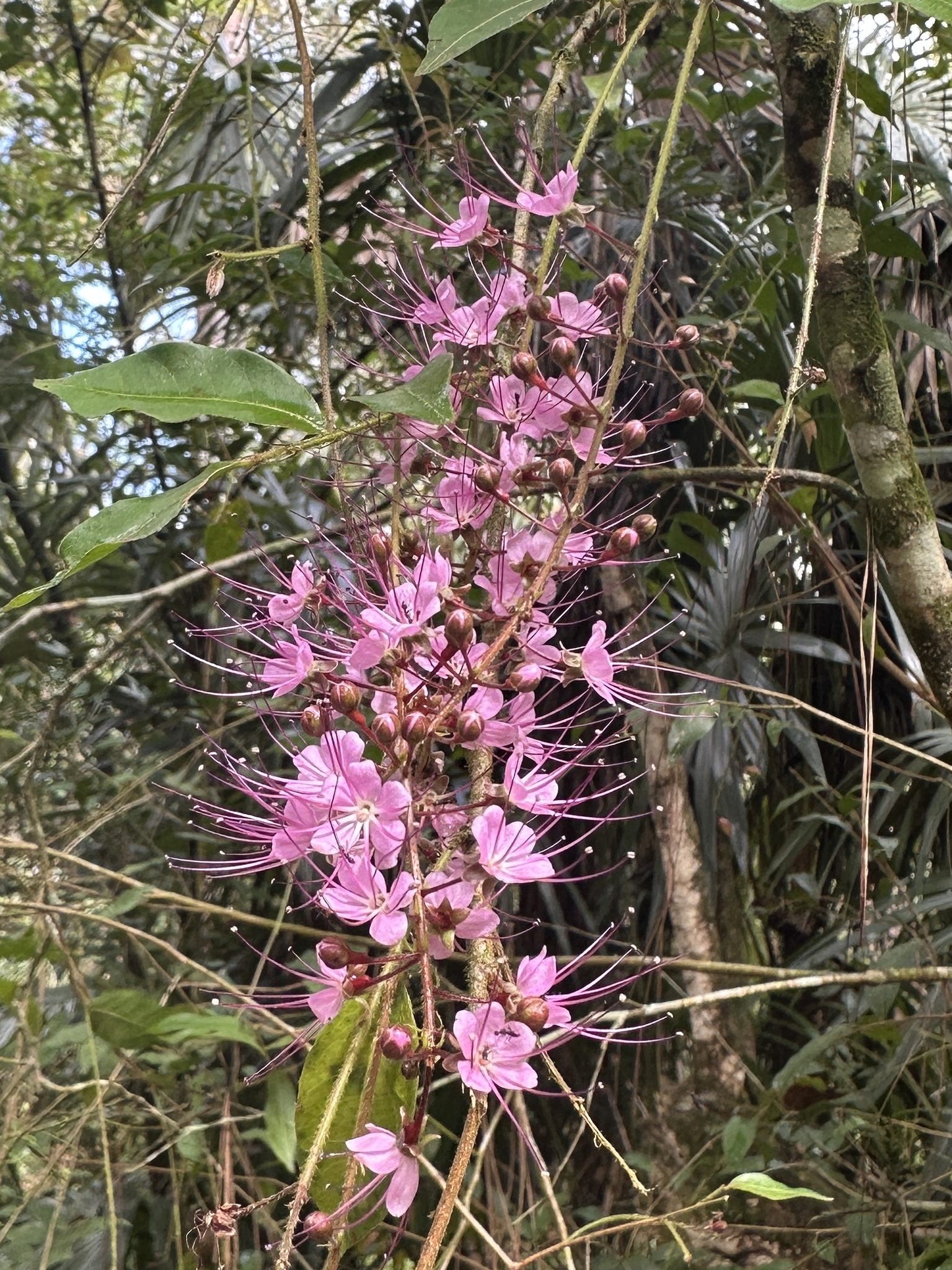 Imagem de Cereja-do-mato
