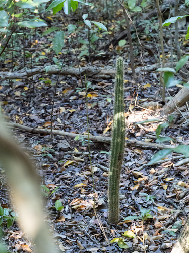 Pilosocereus robinii, photograph 5