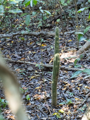 Pilosocereus robinii, photograph (c) Turner Brockman, some rights reserved (CC BY-SA)