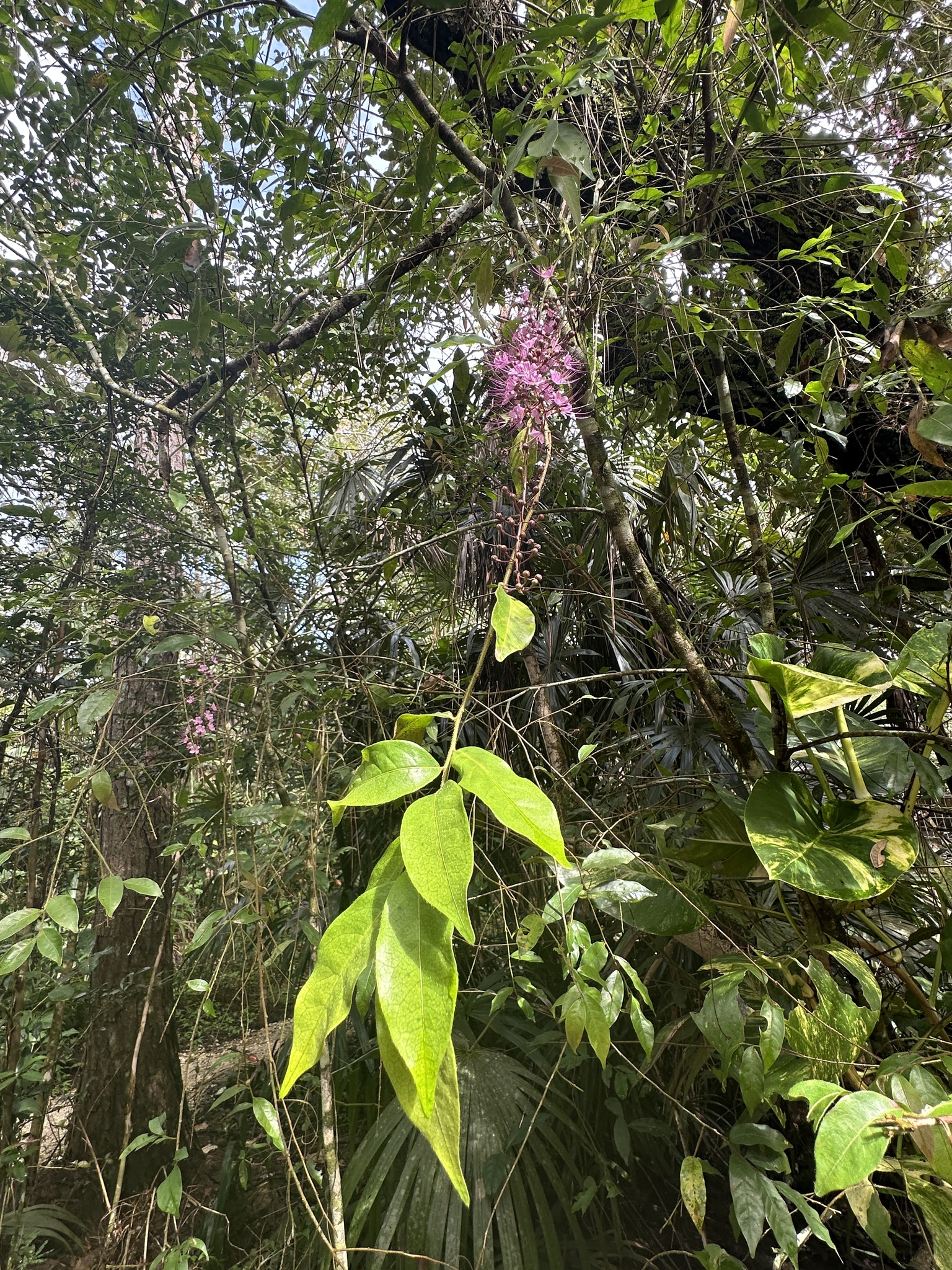 Imagem de Cereja-do-mato