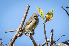 Chalcomitra amethystina