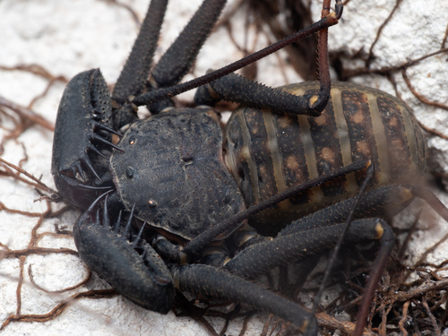 Florida Tailless Whipscorpion photo 4