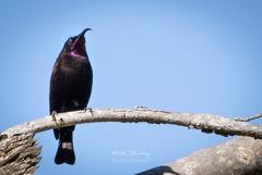 Chalcomitra amethystina